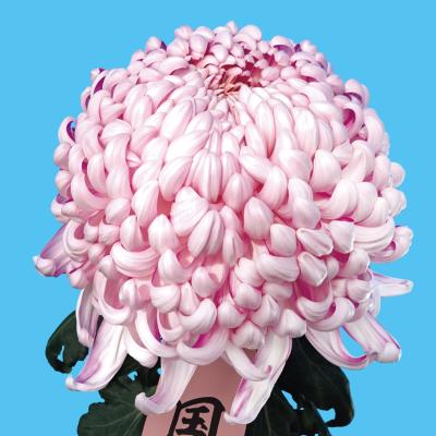 花と緑 国華園 - 2026年発表花｜Yahoo!ショッピング