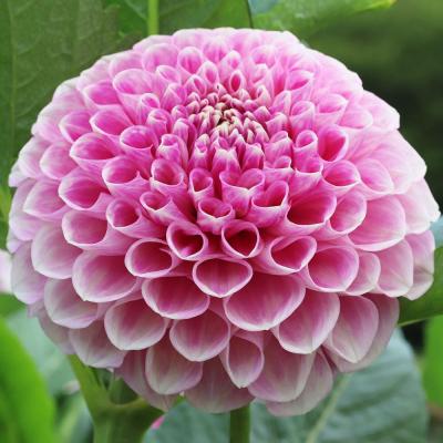 ダリア 球根のおすすめ人気商品一覧 通販 - Yahoo!ショッピング