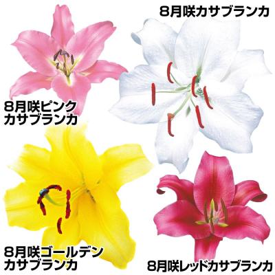 花と緑 国華園 - ユリ｜Yahoo!ショッピング