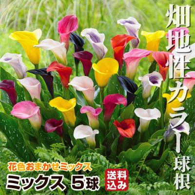 カラー球根のおすすめ人気商品一覧 通販 - Yahoo!ショッピング