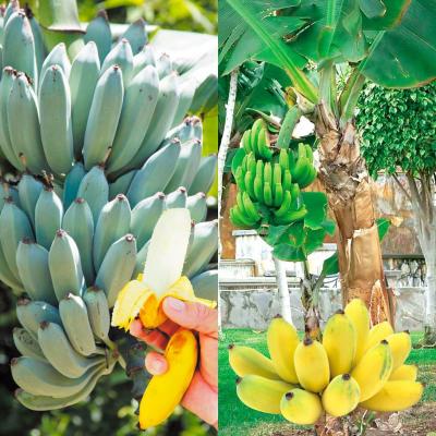 耐寒性バナナの品種（果樹の苗、苗木）｜苗木、植木 | 花
