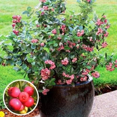 ブルーベリー 苗 ピンクレモネードのおすすめ人気商品一覧 通販