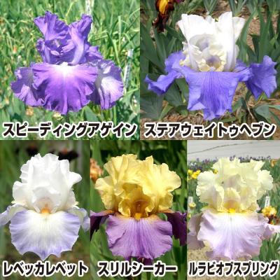ジャーマンアイリス（花、ガーデニング）の商品一覧 通販 - Yahoo