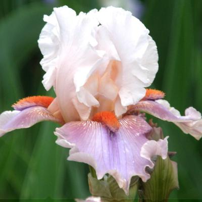 ジャーマンアイリス（球根、種芋） | 花、ガーデニング のおすすめ人気