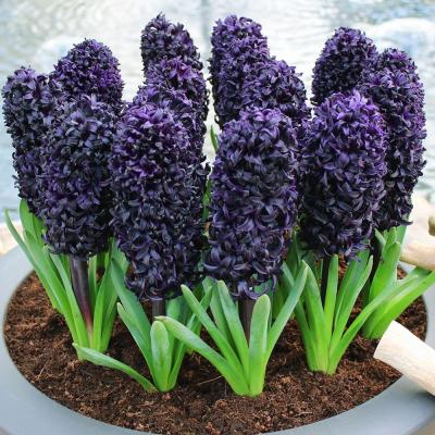 ヒヤシンス 鉢植えのおすすめ人気商品一覧 通販 - Yahoo!ショッピング