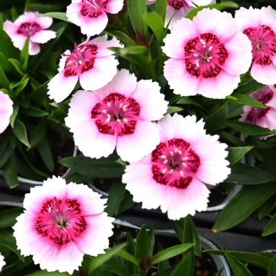 四季咲きナデシコ 花はな（花の苗）｜苗 | 花、ガーデニング の商品