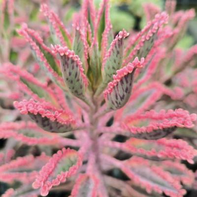 多肉植物 ピンク色 花のおすすめ人気商品一覧 通販 - Yahoo!ショッピング