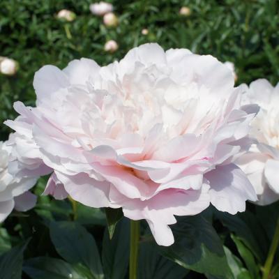 芍薬 苗 八重（苗） | 花、ガーデニング のおすすめ人気商品一覧 通販