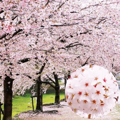 ソメイヨシノ桜のおすすめ人気商品一覧 通販 - Yahoo!ショッピング