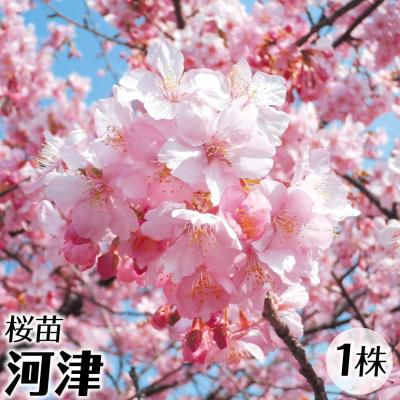 桜苗木の商品一覧 通販 - Yahoo!ショッピング 桜苗木の商品一覧 通販 - Yahoo!ショッピング