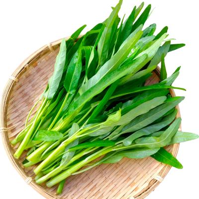 空芯菜のおすすめ人気商品一覧 通販 - Yahoo!ショッピング
