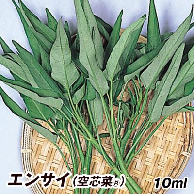空芯菜のおすすめ人気商品一覧 通販 - Yahoo!ショッピング