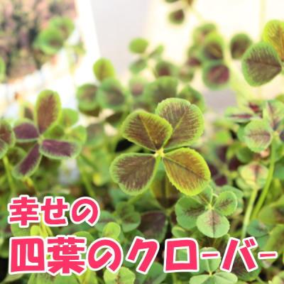クローバー 苗のおすすめ人気商品一覧 通販 - Yahoo!ショッピング