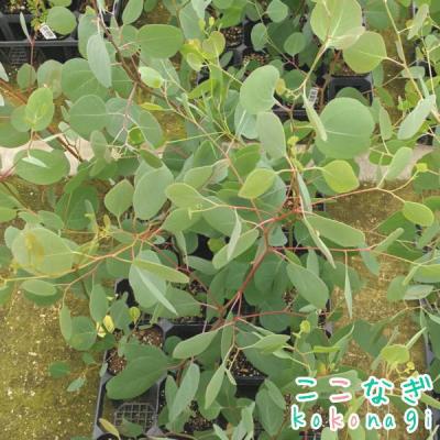 ユーカリ ポポラス（苗木、植木） | 花、ガーデニング のおすすめ人気