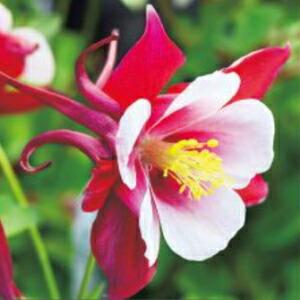 西洋オダマキ 日陰（花の苗）｜苗 | 花、ガーデニング のおすすめ人気