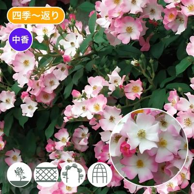 バラ台木のおすすめ人気商品一覧 通販 - Yahoo!ショッピング