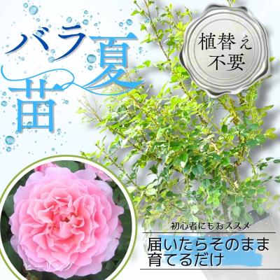 コマツガーデン Yahoo!店 - コマツガーデンオリジナル｜Yahoo!ショッピング