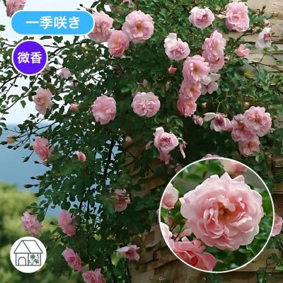 バラ台木の商品一覧 通販 - Yahoo!ショッピング
