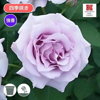 バラ苗の商品一覧 通販 - Yahoo!ショッピング バラ苗の商品一覧 通販 - Yahoo!ショッピング
