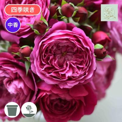 バラ台木のおすすめ人気商品一覧 通販 - Yahoo!ショッピング