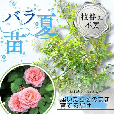バラ 接ぎ木 ノイバラの商品一覧 通販 - Yahoo!ショッピング