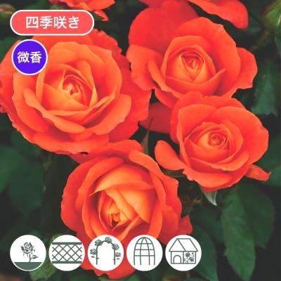 初心者向け四季咲きバラ（花、ガーデニング）のおすすめ人気商品