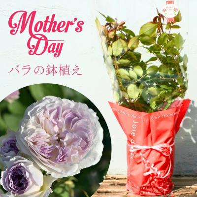バラ切り花品種(花の苗)の商品一覧|苗 | 花、ガーデニング バラ切り花品種(花の苗)の商品一覧|苗 | 花、ガーデニング