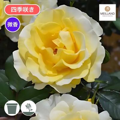 バラ台木の商品一覧 通販 - Yahoo!ショッピング