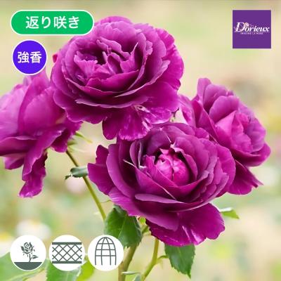 絞りのバラ苗（花種類：バラ）の商品一覧 通販 - Yahoo!ショッピング