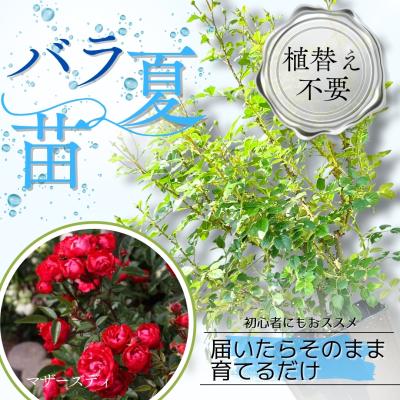 コマツガーデン Yahoo!店 - ミニバラ・パティオローズ｜Yahoo!ショッピング