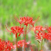 ハイブリッド ゼフィランサス球根 ピンクビーチ 桃 黄 絵袋5球入り J Garden カネコ種苗 春植え球根 レインリリー ヒガンバナ科 第四種便対応 72 Kaneko Zephyranth Hybrid Pb 渋谷園芸 植木鉢屋 通販 Yahoo ショッピング