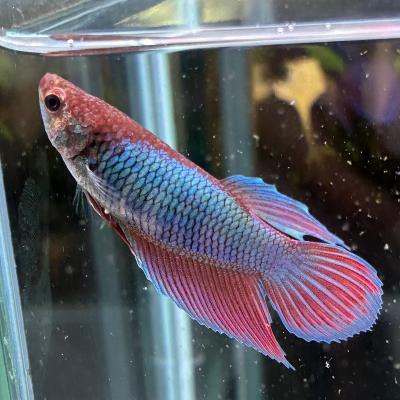 有限会社高知熱帯魚サービス - トラディショナル メス♀｜Yahoo 