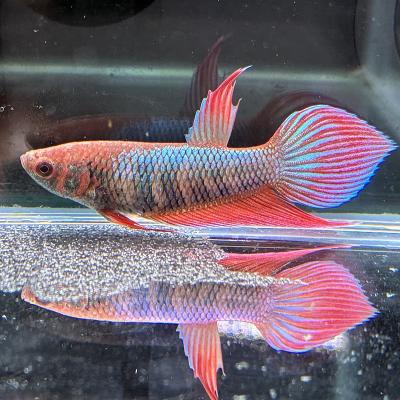 有限会社高知熱帯魚サービス - トラディショナル メス♀｜Yahoo 
