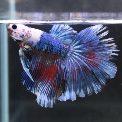有限会社高知熱帯魚サービス - ショーベタ オス♂|Yahoo 有限会社高知熱帯魚サービス - ショーベタ オス♂|Yahoo