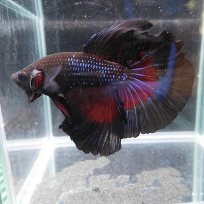 有限会社高知熱帯魚サービス - ショーベタ オス♂|Yahoo 有限会社高知熱帯魚サービス - ショーベタ オス♂|Yahoo