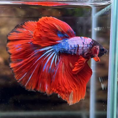 熱帯魚様 有限会社高知熱帯魚サービス - ショーベタ オス♂｜Yahoo