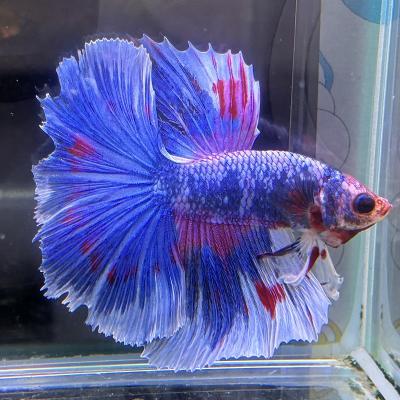 ベタ ジャイアントの商品一覧 通販 - Yahoo!ショッピング