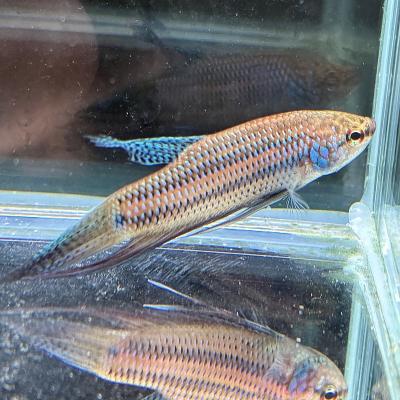 有限会社高知熱帯魚サービス - ワイルドベタ オス♂｜Yahoo!ショッピング