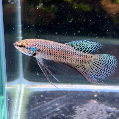 ワイルドベタ・オセラータ　オス　熱帯魚 ワイルドベタいろいろ - 熱帯魚のmishima