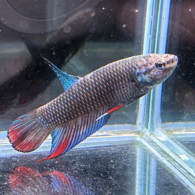 ワイルドベタ・オセラータ　オス　熱帯魚 有限会社高知熱帯魚サービス - ワイルドベタ オス♂｜Yahoo!ショッピング