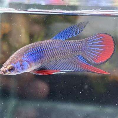 有限会社高知熱帯魚サービス - ワイルドベタ オス♂｜Yahoo!ショッピング