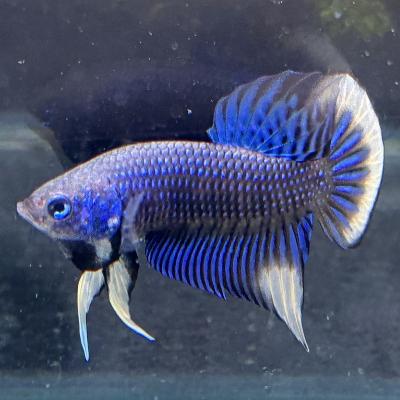 ワイルドベタ・オセラータ　オス　熱帯魚 ワイルドベタいろいろ - 熱帯魚のmishima
