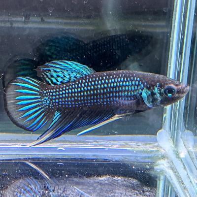 ワイルドベタ・オセラータ　オス　熱帯魚 ワイルドベタいろいろ - 熱帯魚のmishima