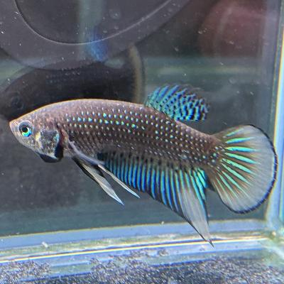 ワイルドベタ・オセラータ　オス　熱帯魚 ワイルドベタいろいろ - 熱帯魚のmishima