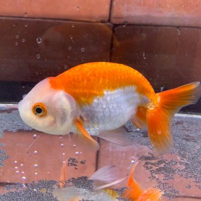 有限会社高知熱帯魚サービス - らんちゅう｜Yahoo!ショッピング