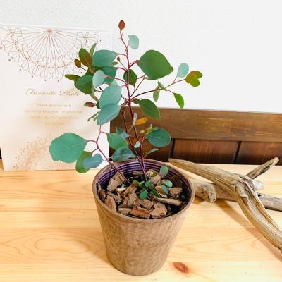 ユーカリ ポポラスのおすすめ人気商品一覧 通販 - Yahoo!ショッピング