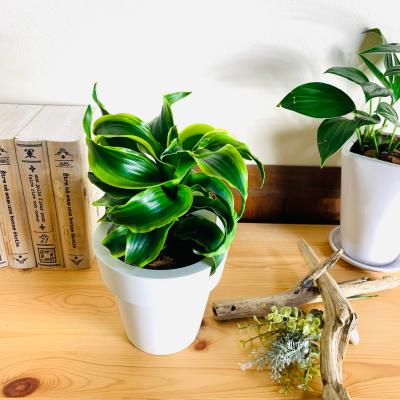 ドラセナ トルネード（花、ガーデニング）のおすすめ人気商品一覧 通販