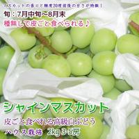  ぶどう シャインマスカット (ハウス)  高級白ぶどう 2kg4-5房 お中元 マスカット 