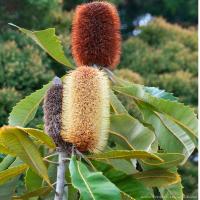 メラレウカ ヒロックブッシュ 種子 赤 オレンジの花を咲かせるメラレウカ 花木 低木 種子 Seeds Flower Green Kugel 通販 Yahoo ショッピング