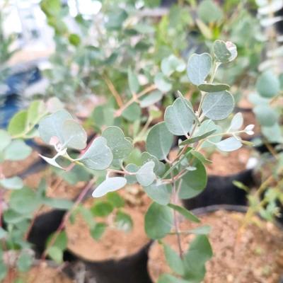 ユーカリ（種、種子） | 花、ガーデニング のおすすめ人気商品一覧